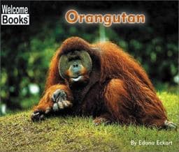 Orangutan 9780516278957