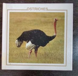 Ostriches 9780865923232