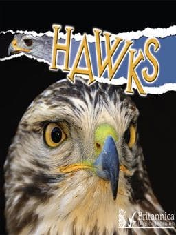 Raptors 9780982382127