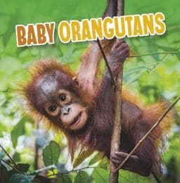 Baby Orangutans 9781398223974