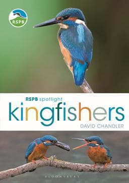 RSPB Spotlight Kingfishers 9781472987617
