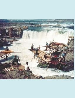 Federal Fish Files 9781726466448