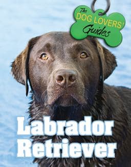 Labrador Retriever 9781422238585