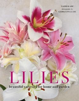 Lilies 9781423656821