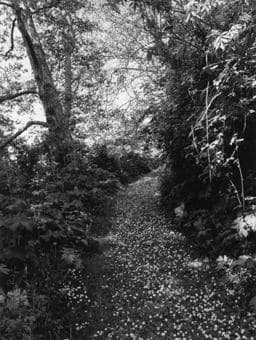 Robert Adams: an Old Forest Road 9783960981237